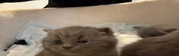 British Shorthair cats for sale: British shorthair kittens  - Advert 3