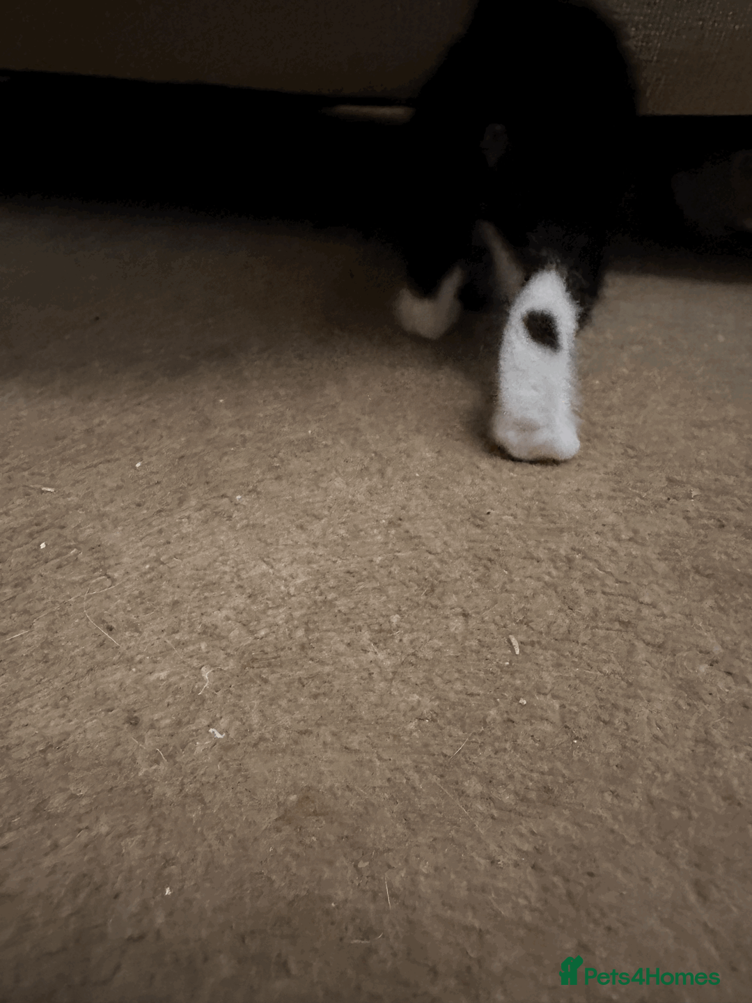 British Shorthair cats for sale: Two black kittens, one with some white    in Bristol - Advert 2