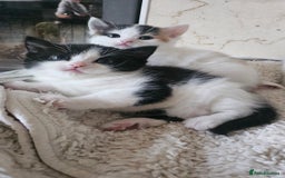 Selkirk Rex cats for sale: Adorable Selkirk Rex Kittens (Straight ) - Image 4