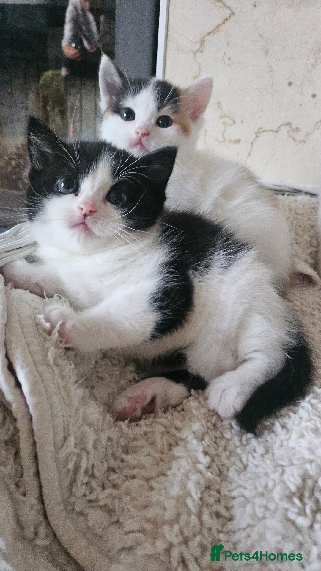 Selkirk Rex cats for sale: Adorable Selkirk Rex Kittens (Straight ) - Image 4