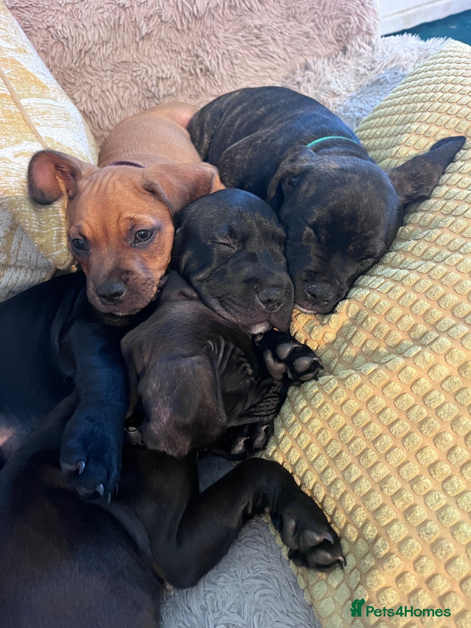 Mixed Breed dogs Sprocker spaniel x Frenchie-Pei  - Advert 6