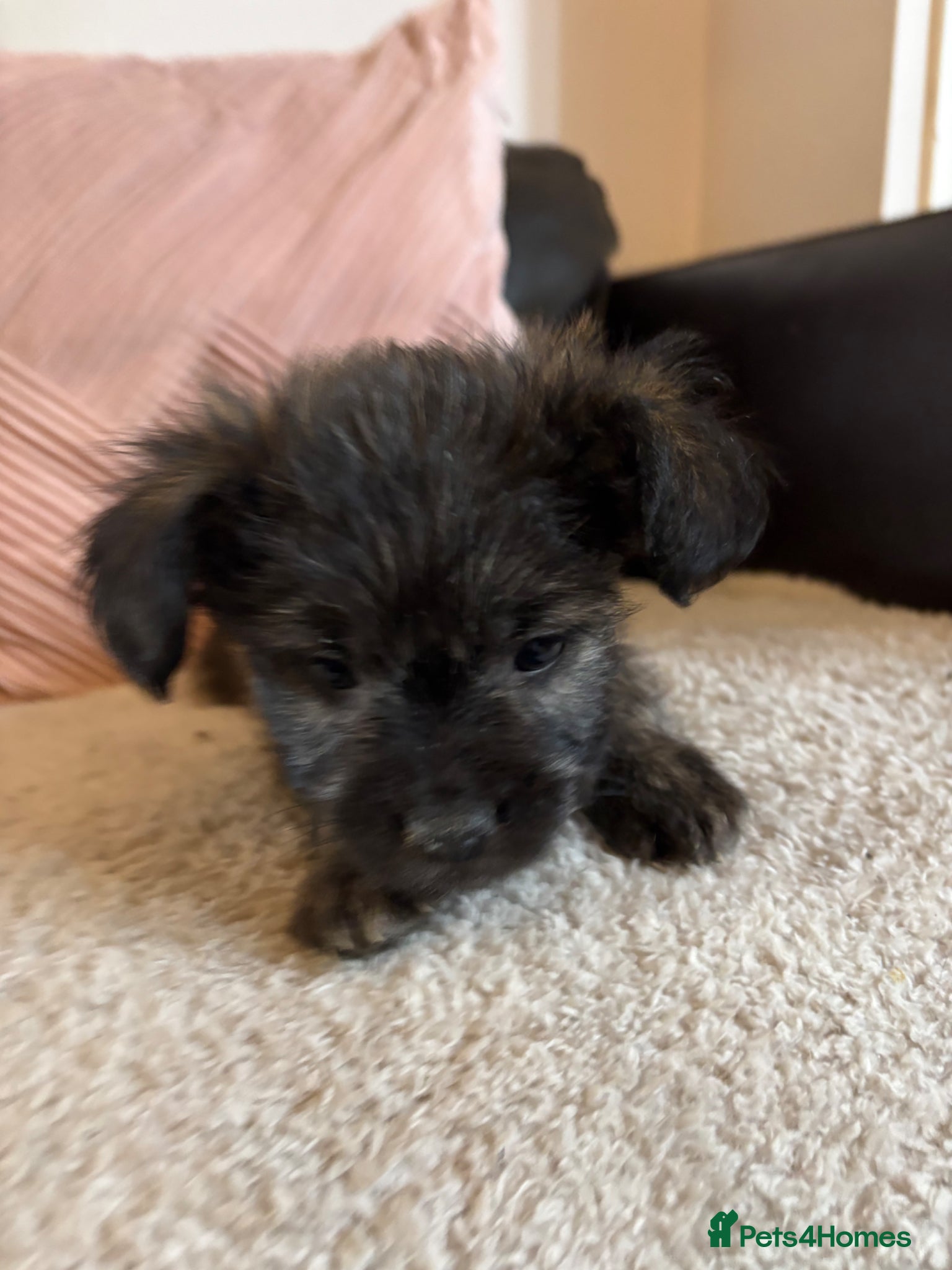 Mixed Breed dogs Frenchie-Poos - Advert 1