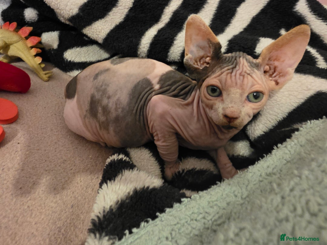 Sphynx cats for sale: 🩷 Sphynx Kitten – Female   - Image 10