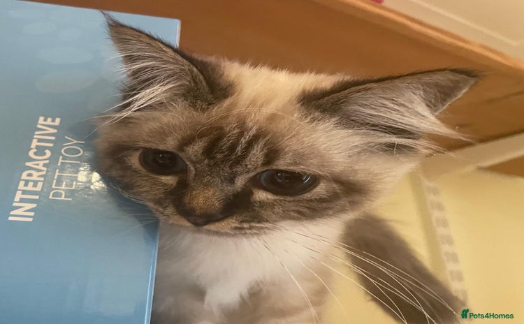 Birman cats - Advert 1