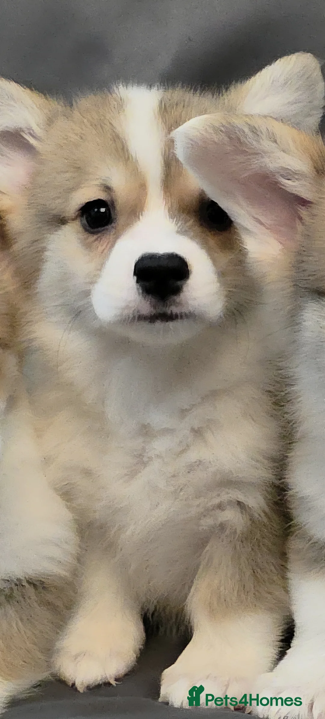 Welsh Corgi Pembroke dogs for sale: 33rd Generation KC Mixed Tail Pembroke Corgi Pups - Advert 14