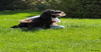 Cocker Spaniel dogs in Bridlington - Advert 4