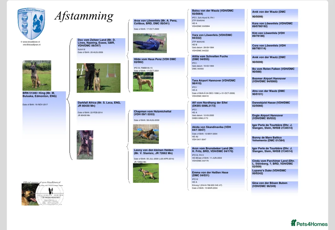 Belgian Shepherd Dog dogs for sale: TOP QUALITY Belgian Malinois Puppies - Advert 6