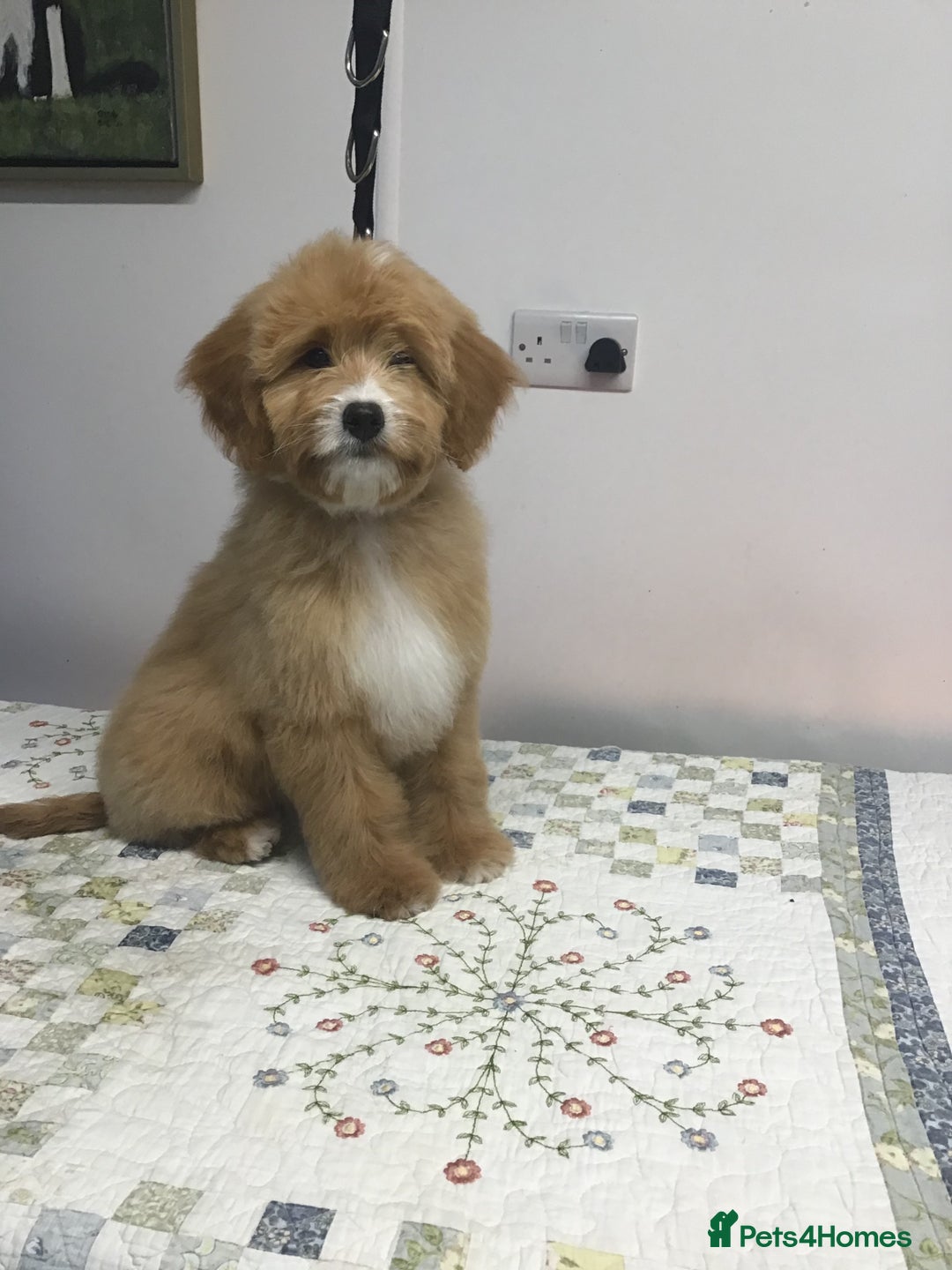 Bernedoodle dogs for sale: Rare Toy bernedoodles  - Advert 6