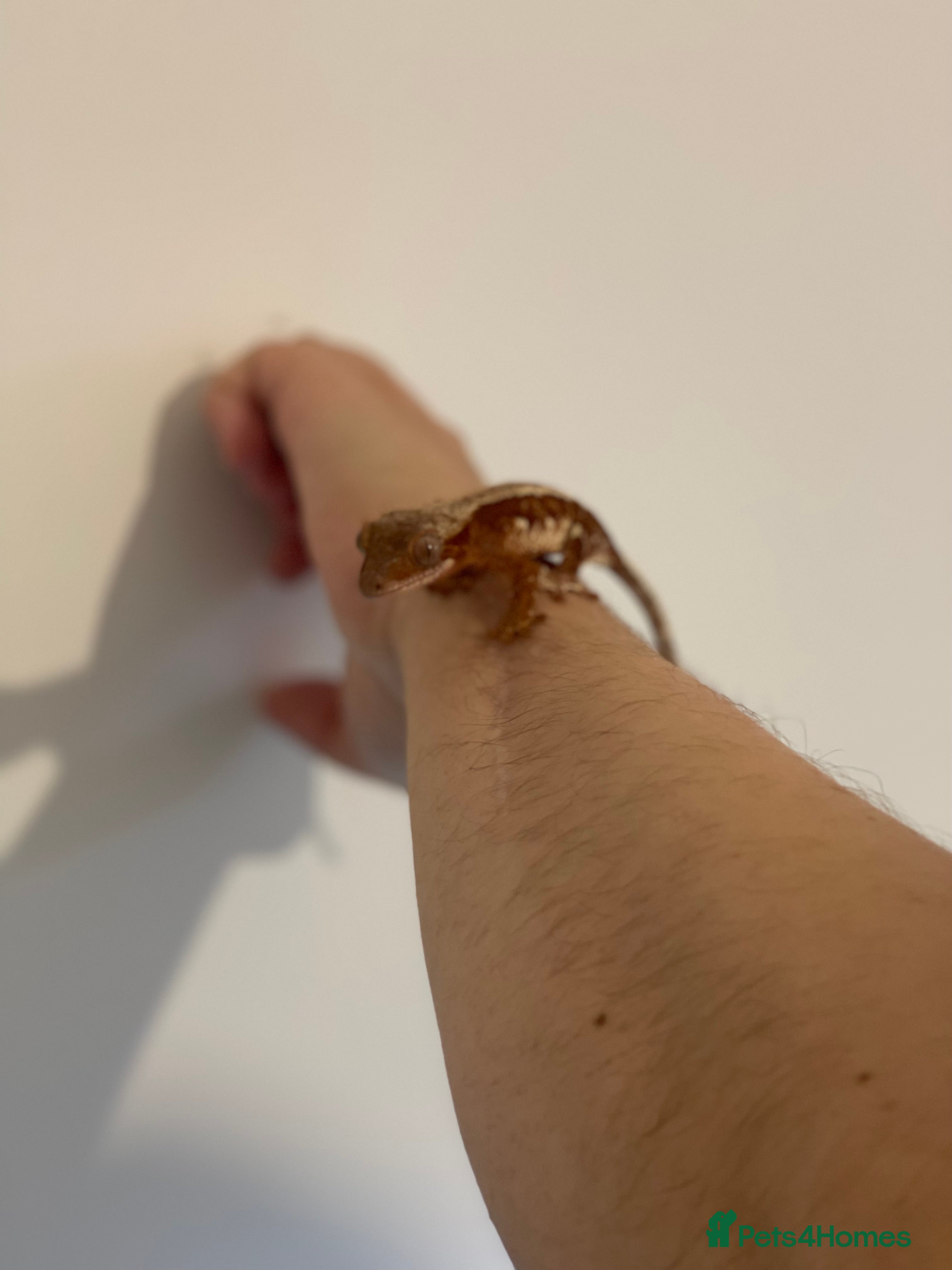 Gecko reptiles Crested Gecko - Advert 13