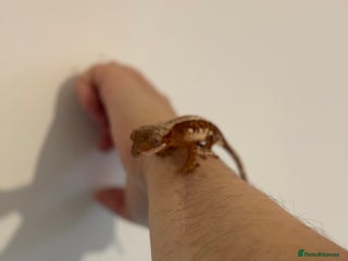 Gecko reptiles Crested Gecko - Advert 1