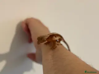 Gecko reptiles Crested Gecko - Advert 17