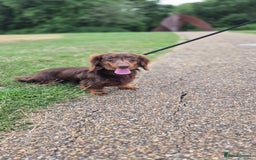 Miniature Dachshund dogs for sale: KC Miniature dachshund boy  - Image 2