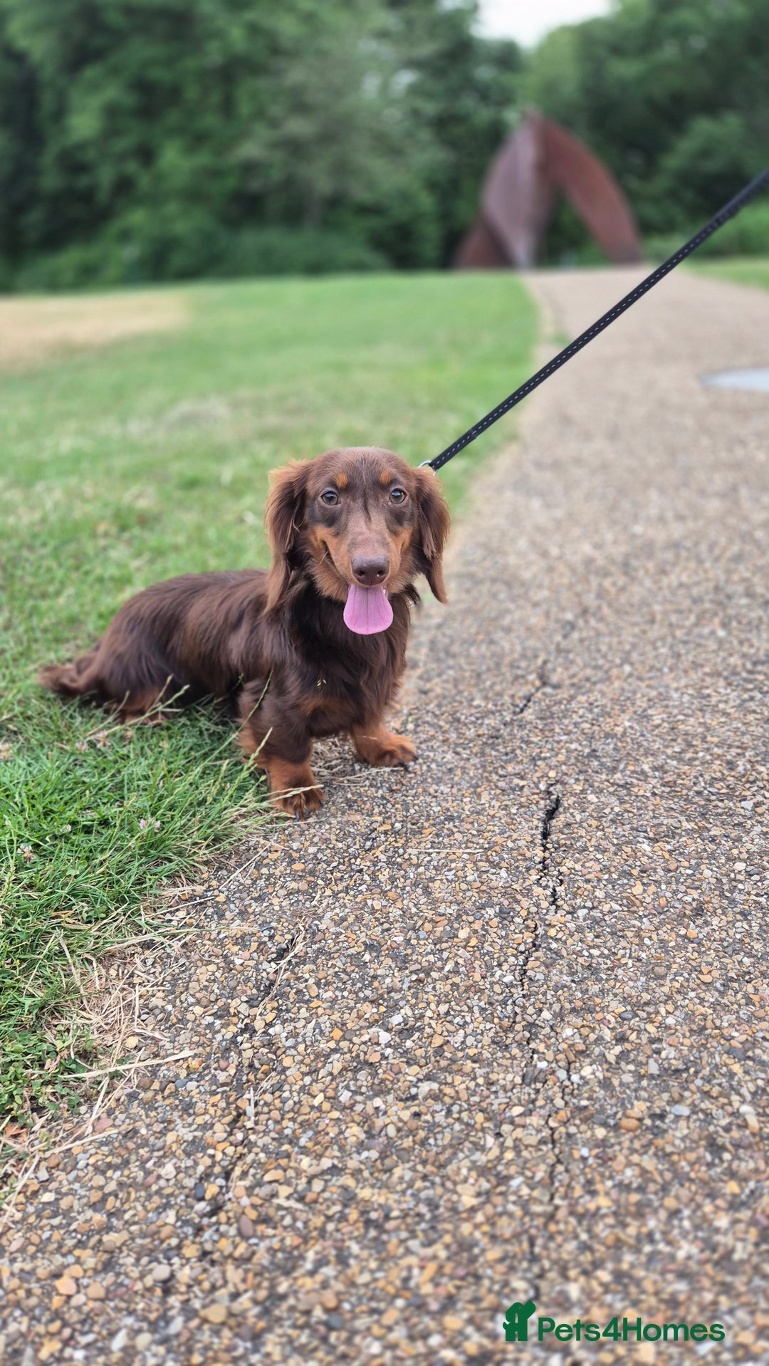 Miniature Dachshund dogs for sale: KC Miniature dachshund boy  - Image 2