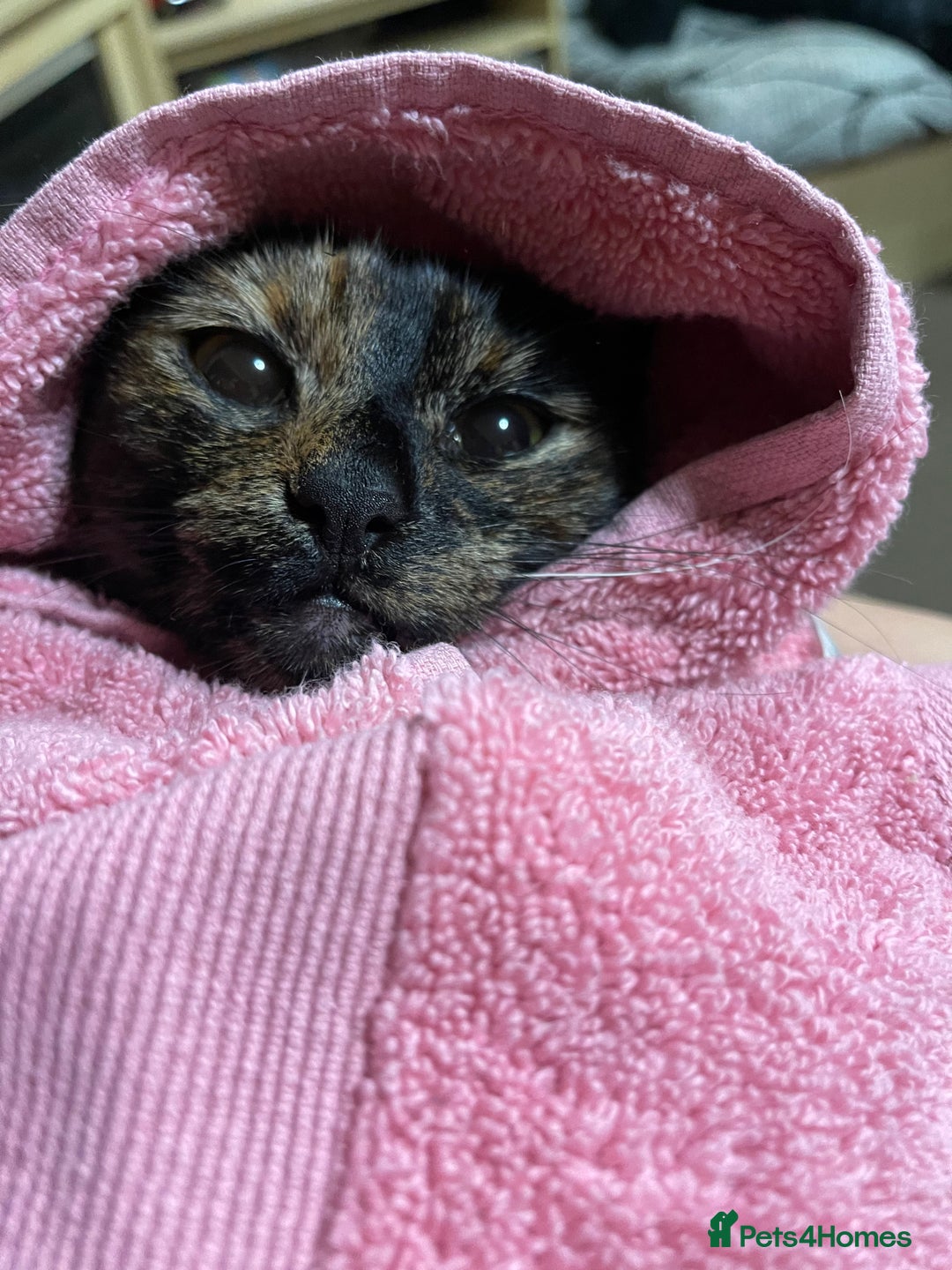 European cats for sale: Nice cat - Image 3