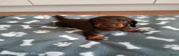 Miniature Dachshund dogs for sale: Beautiful miniature dachshund puppies  in Cannock - Advert 8