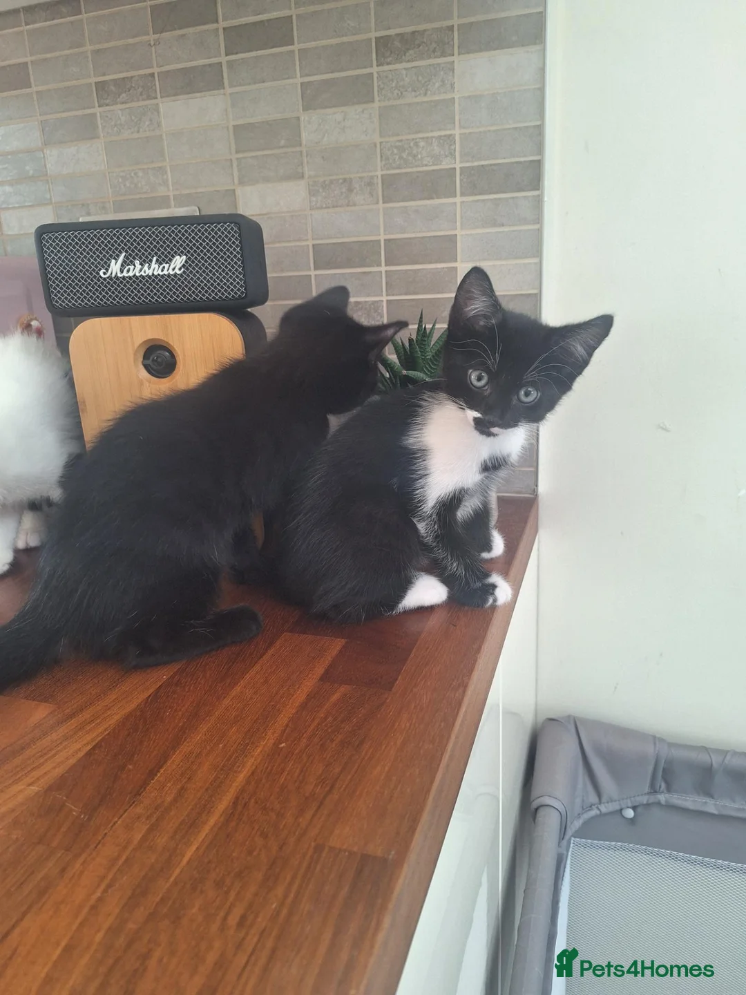 Mixed Breed cats for sale: 8wk old kittens  - Advert 1