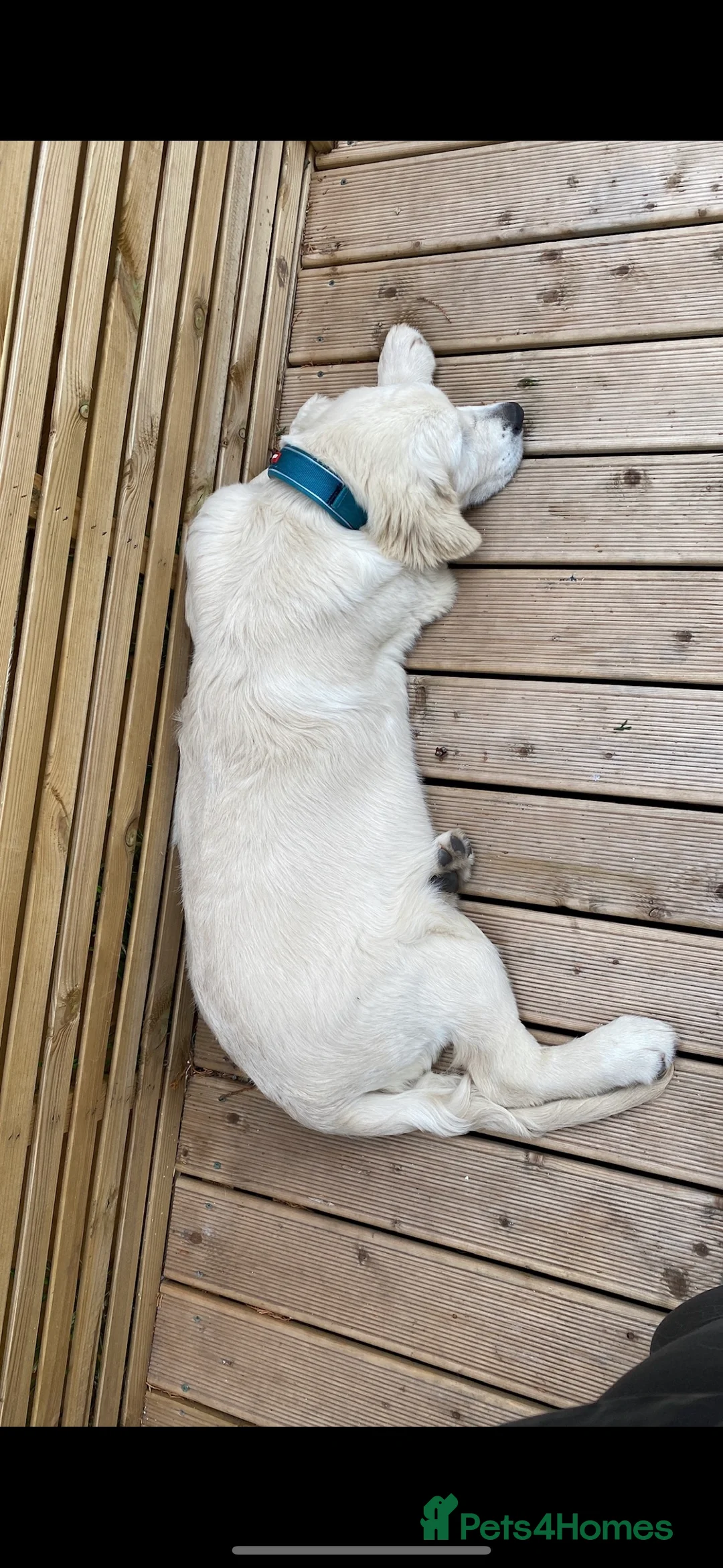 Golden Retriever dogs for stud: STUD KC FULLY HEALTH TESTED PROVEN TRAMIN IMPORT in Blackpool - Advert 7