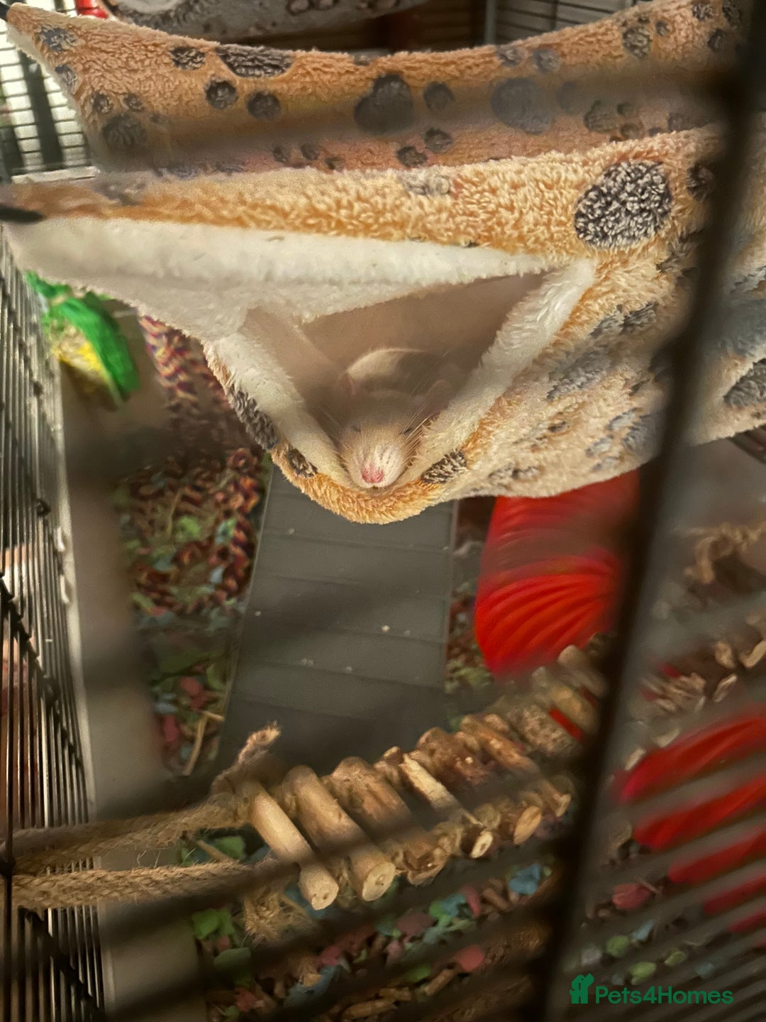 Rat rodents for sale: 2 female rats - Image 2