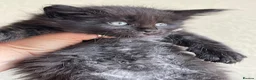 Maine Coon cats for sale: Maine Coon boy  - Advert 21