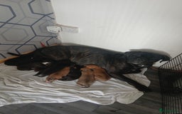 Mixed Breed dogs for sale: Beautiful mastiff cross pups - Image 12