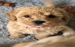 Poochon dogs for sale: Poochon pups for sale - Image 11