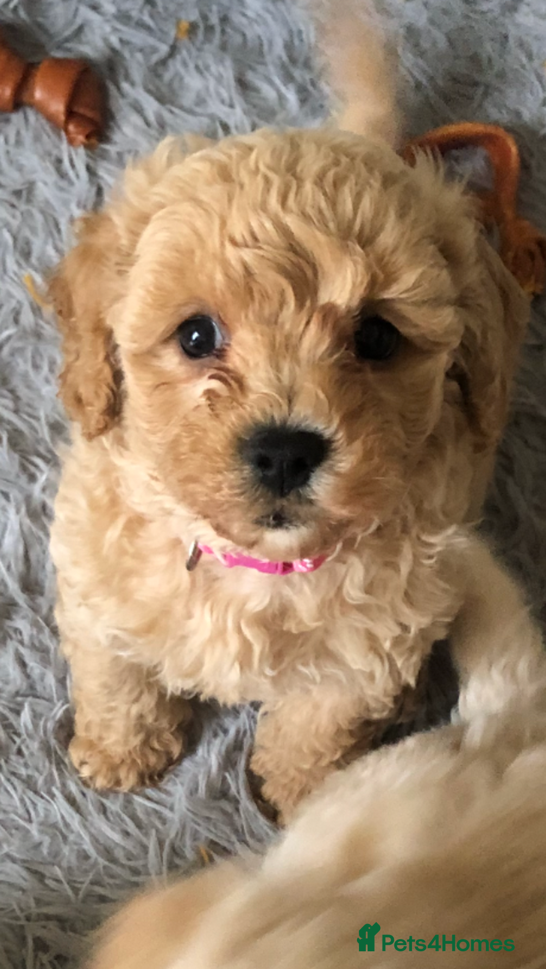 Poochon dogs for sale: Poochon pups for sale - Image 11