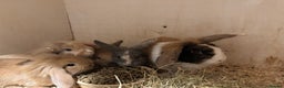 Mixed Breed rabbits for sale: Mixed baby rabbits  - Advert 1