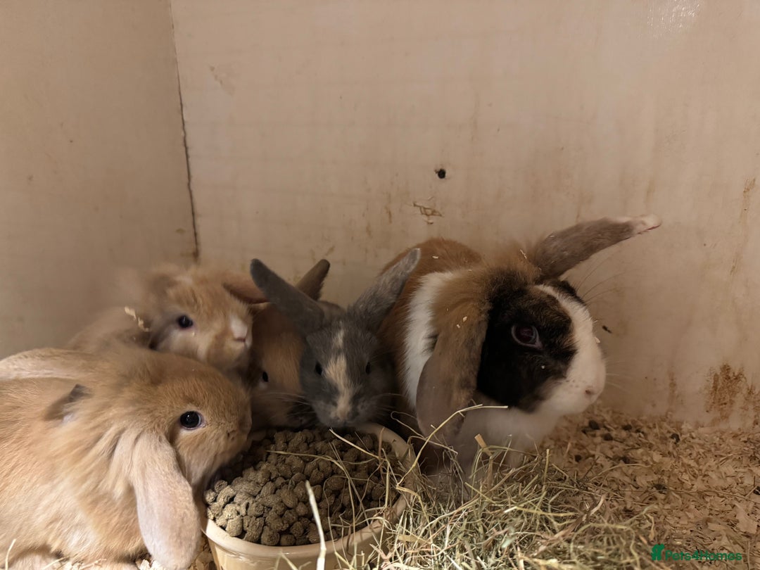 Mixed Breed rabbits for sale: Mixed baby rabbits  - Advert 1