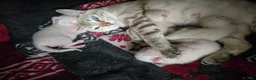 Bengal cats for sale: 🌟Stunning pure snow bengal kittens 🎉 in Southampton - Advert 16
