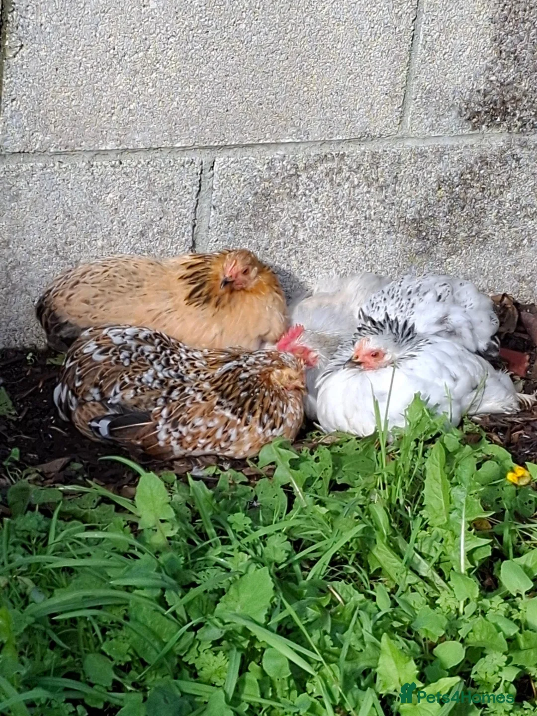 Chickens poultry for sale: Pekin bantams.  in Camborne - Advert 2