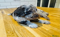 Cockapoo dogs for sale: Chocolate & Chocolate Merle Cockapoo Babies 🐾🐾🐾 - Image 16