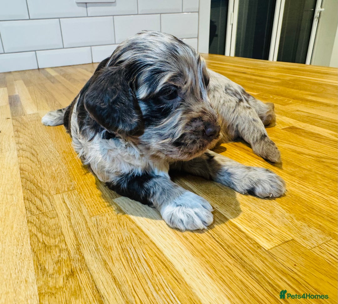 Cockapoo dogs for sale: Chocolate & Chocolate Merle Cockapoo Babies 🐾🐾🐾 - Image 16