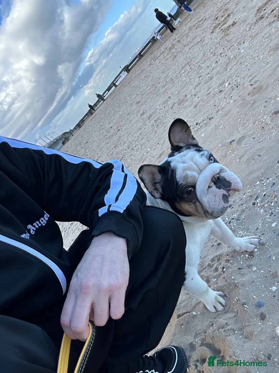 French Bulldog dogs for stud:  **  panda harlequin husky koi  - Advert 2