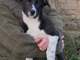 Border Collie dogs 🐾 Border Collie Pups - 1 Boy Available 🐾 - Advert 10