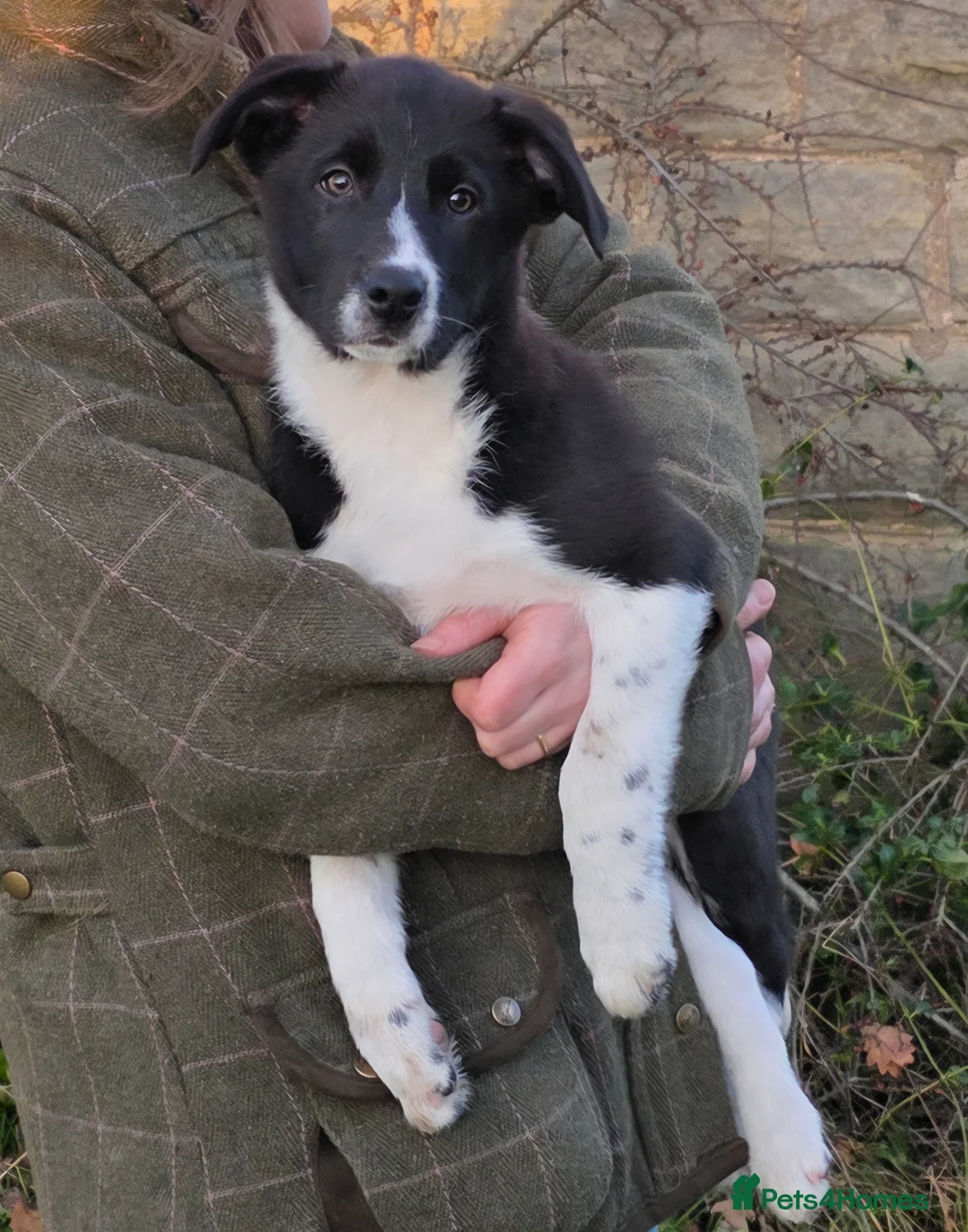 Border Collie dogs for sale: 🐾 Border Collie Pups - 1 Boy Available 🐾 - Advert 1