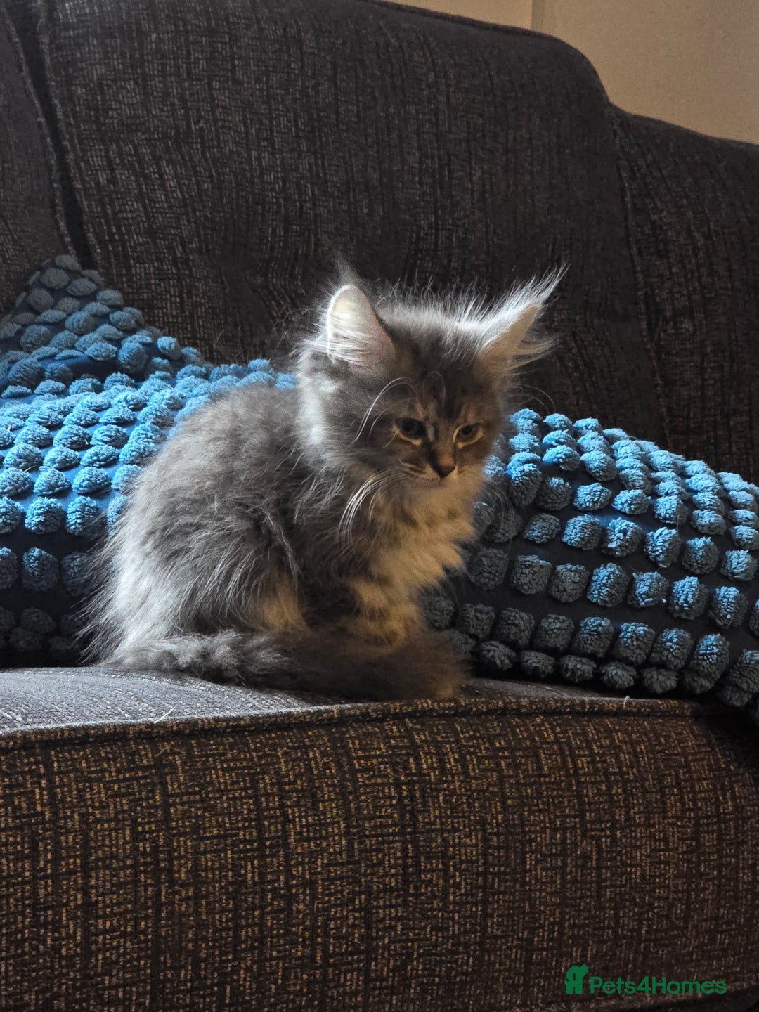 Maine Coon cats for sale: Last 3 main coon kittens - Advert 2