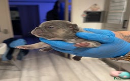 French Bulldog dogs for sale: Merle and lilac and tan French bulldog puppies - Image 15