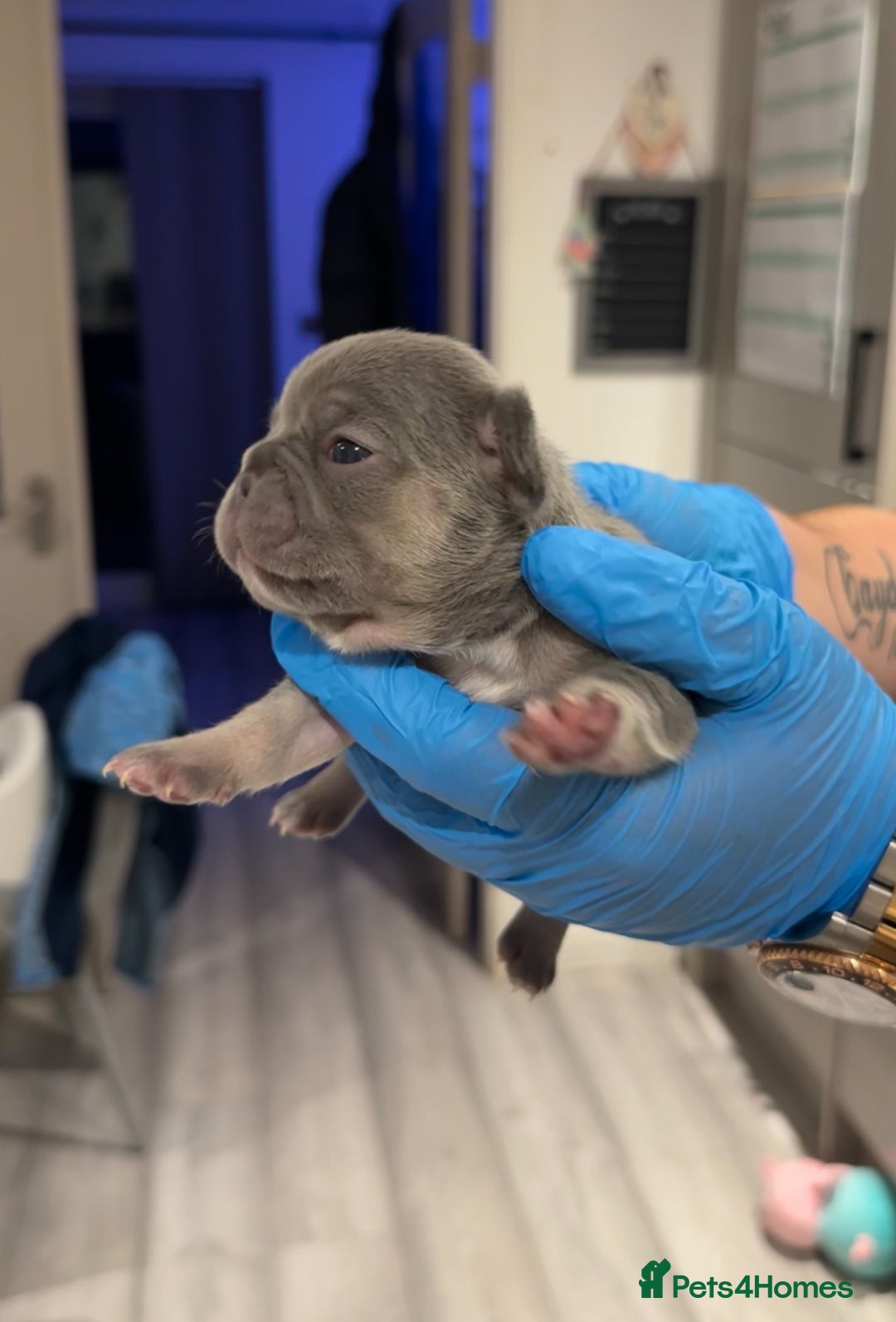 French Bulldog dogs for sale: Merle and lilac and tan French bulldog puppies - Image 15