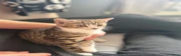 Bengal cats for sale: Cute half bengal kitten ready now  - Advert 2