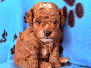 Toy Poodle dogs Beautiful Red & Phantom Toy Poodle's! KCregistered - Advert 1