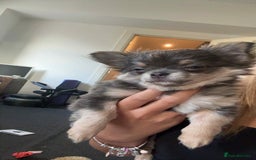 Chihuahua dogs for sale: NOW SOLD KCreg Longhair chiChamp/russian Line in Stevenston - Image 31
