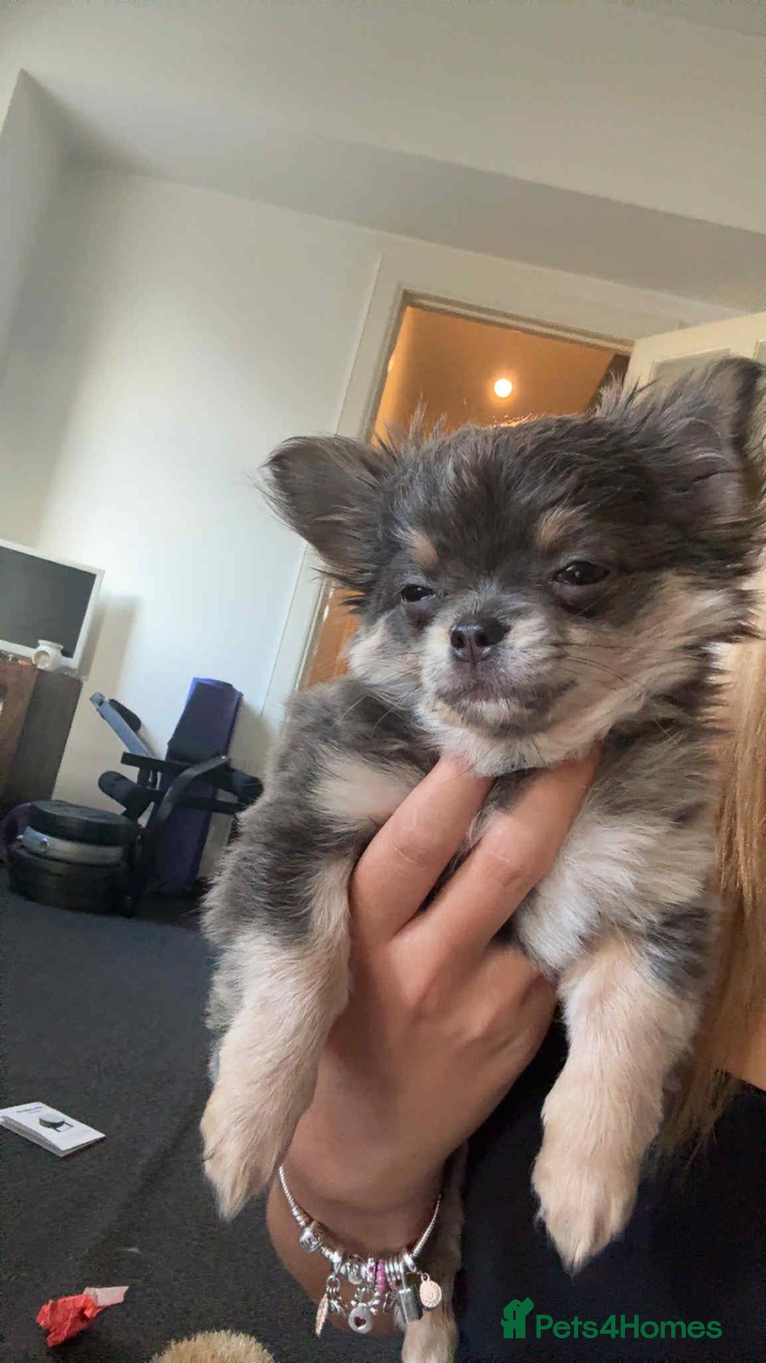 Chihuahua dogs for sale: NOW SOLD KCreg Longhair chiChamp/russian Line in Stevenston - Image 31