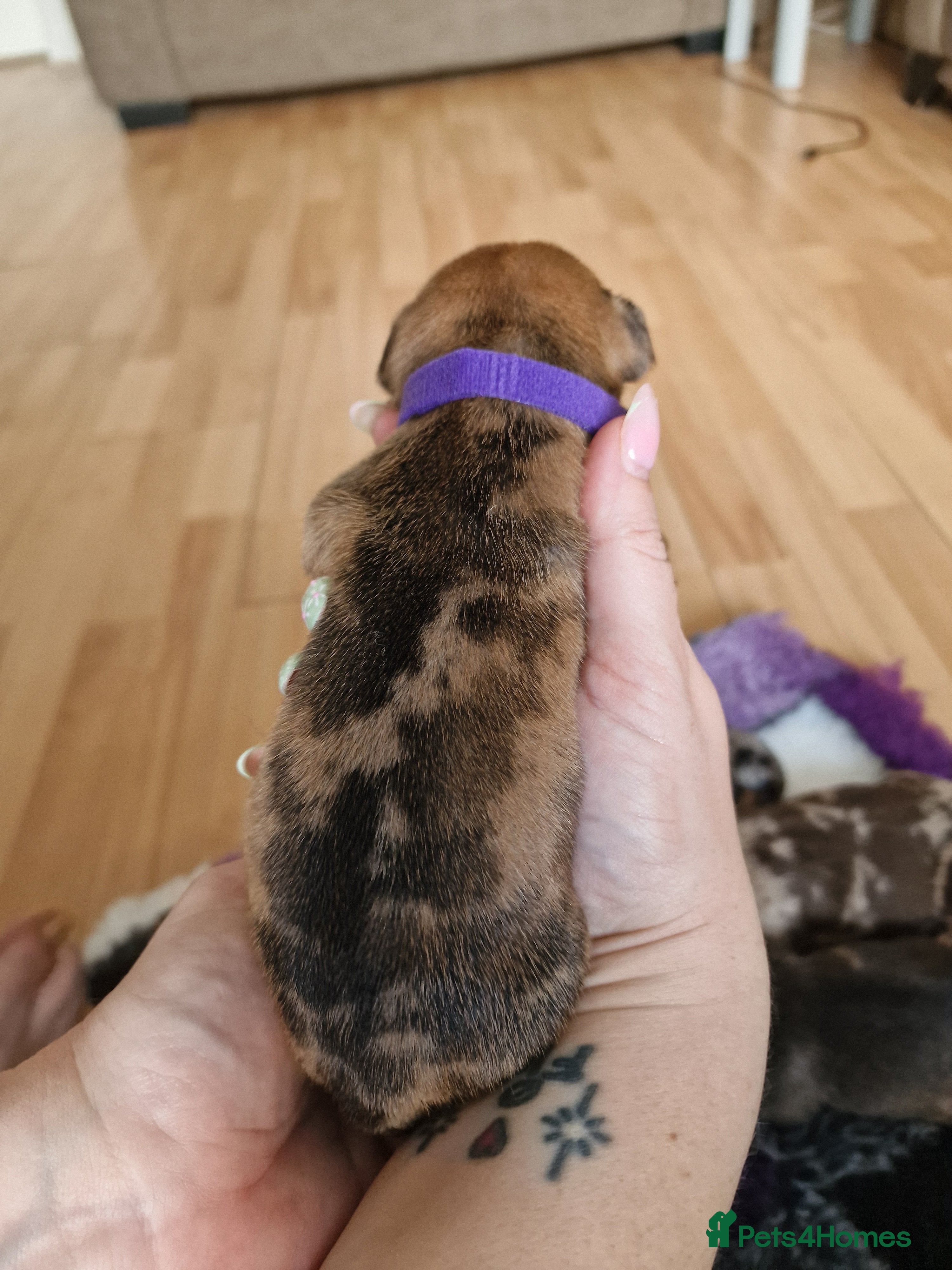 Mixed Breed dogs for sale: French Bulldog x Miniature Dachshund Puppies - Advert 10