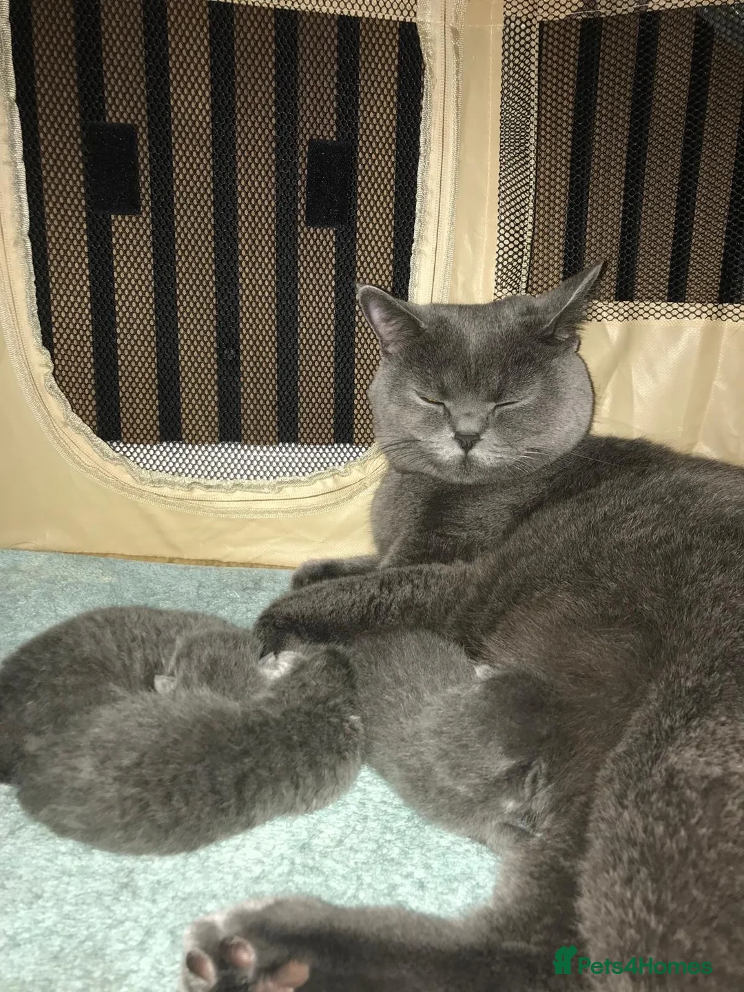 British Shorthair cats for sale: British Shorthair Kittens Available - Advert 8