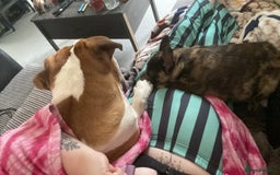 Mixed Breed dogs for sale: Draco 11 month old 3/4 Frenchie 1/4 toy poodle. - Image 8