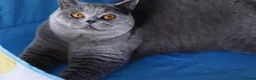 British Shorthair cats for sale: 🧸 Stunning GCCF BSH Female Champion Bloodlines ✨ - Advert 2