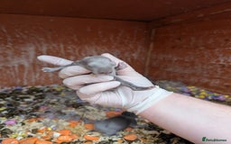 Lionhead rabbits for sale: Lion head baby's  - Image 4