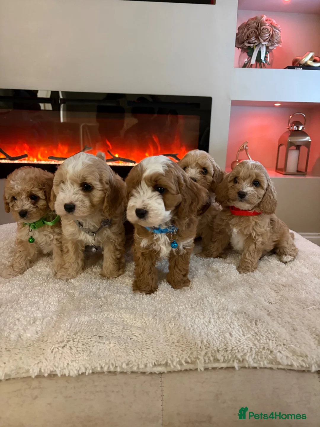 Cavapoo dogs for sale: Gorgeous Cavapoo puppies  - Advert 1