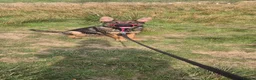 German Shepherd dogs for sale: Male sable german shepherd pup in Darwen - Advert 2