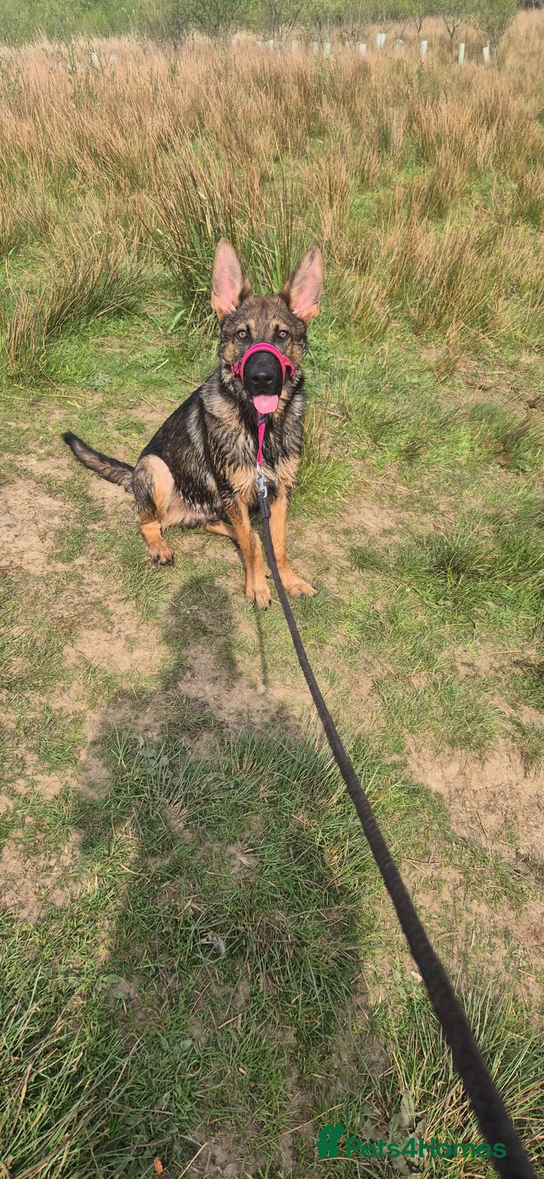 German Shepherd dogs for sale: Male sable german shepherd pup in Darwen - Advert 2